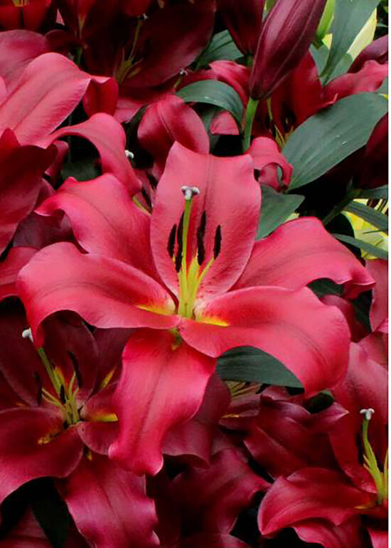 LASTING LOVE (Orientālās-Trompešu lilijas hibrīds) 